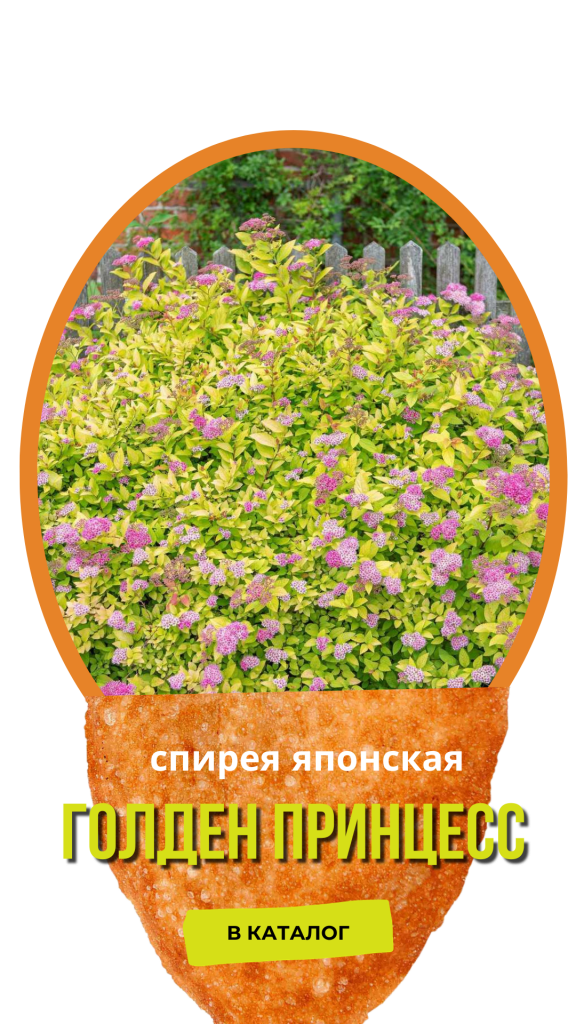 Голден Принцесс.png