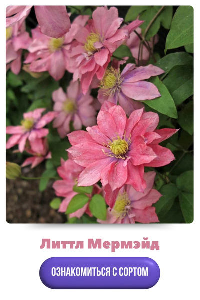 Литтл Мермейд.jpg 6.jpg