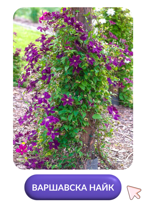 Варшавска Найк.png Варшавска Найк.png