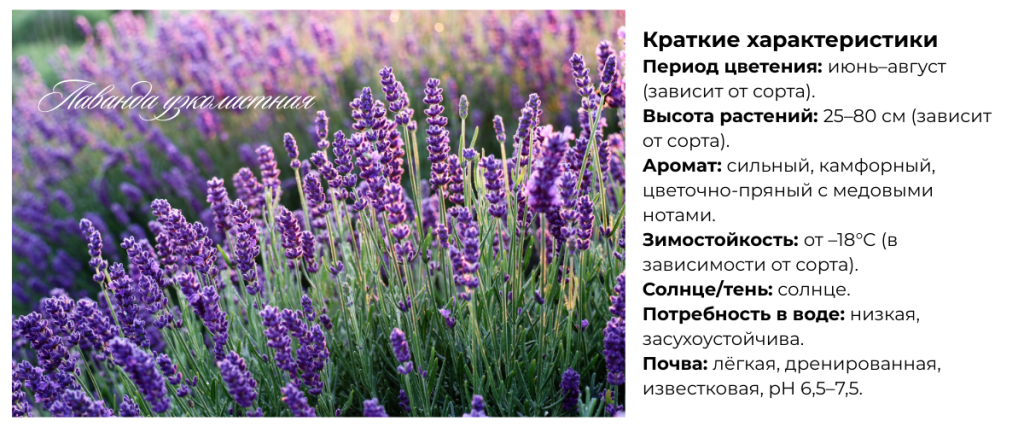 Лаванда узколистная.png Лаванда узколистная.png