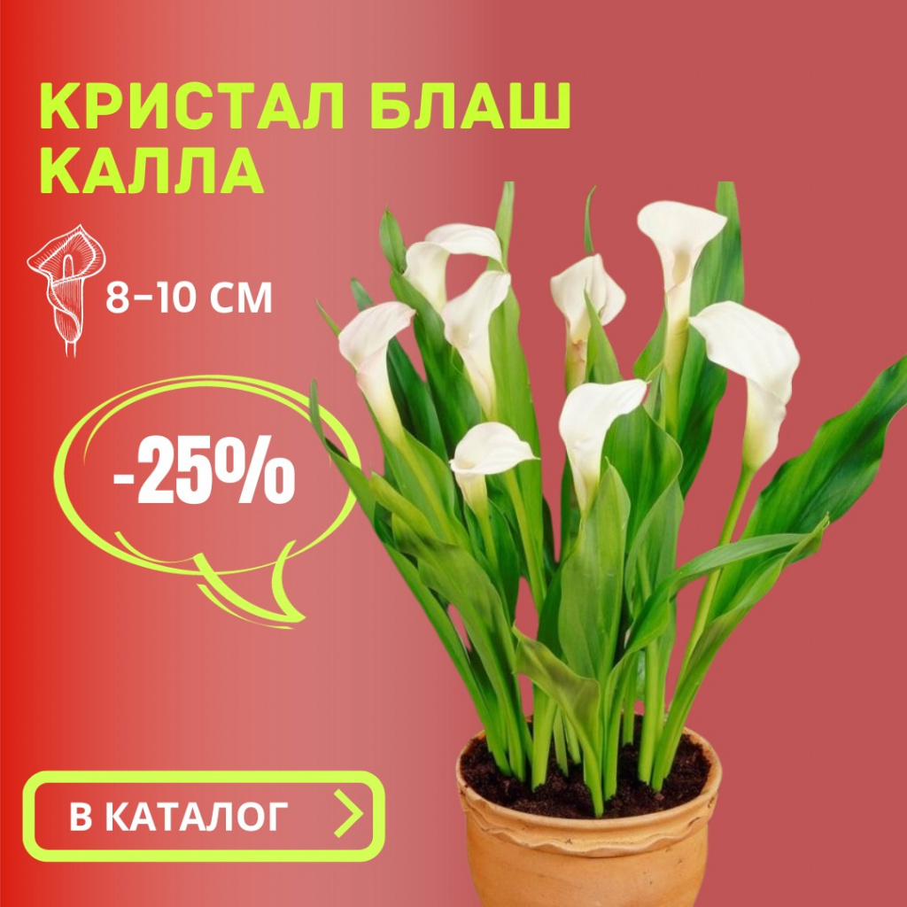 Калла Кристал Блаш.jpg Калла Кристал Блаш.jpg