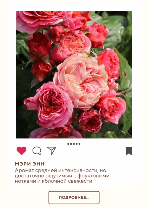 Мэри Энн (500 x 700 пикс.).jpg