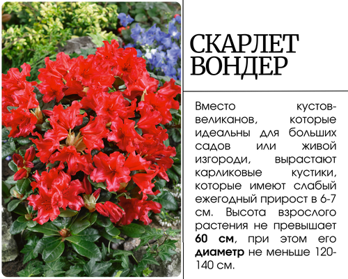 Скарлет Вондер (500 x 400 пикс.).png Скарлет Вондер (500 x 400 пикс.).png