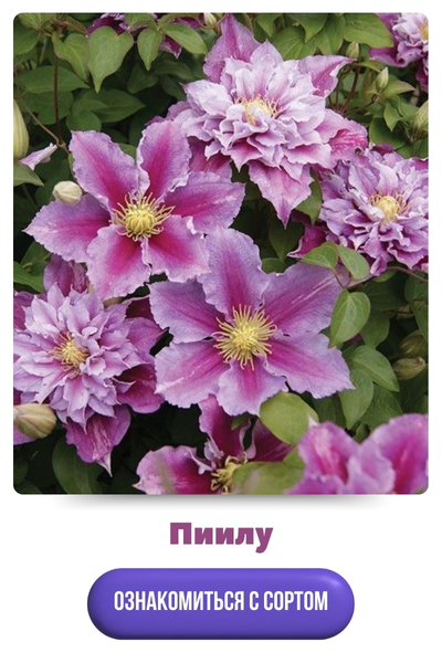 Пиилу.jpg 1.jpg