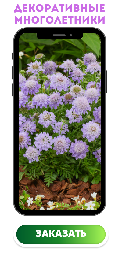 многолетники.png
