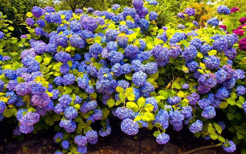 горттензии.jpg