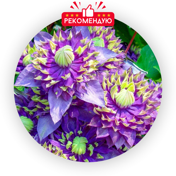 Тайга (600 x 600 пикс.).png Тайга (600 x 600 пикс.).png