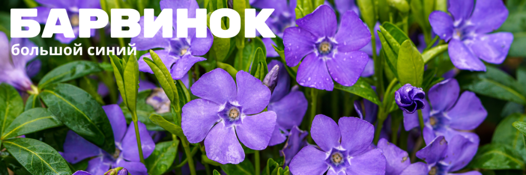 барвинок.png барвинок.png