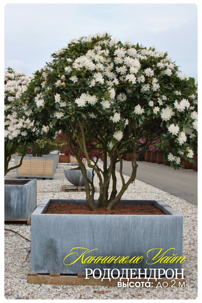 Каннингемс Уайт (400 x 600 пикс.).png Каннингемс Уайт (400 x 600 пикс.).png