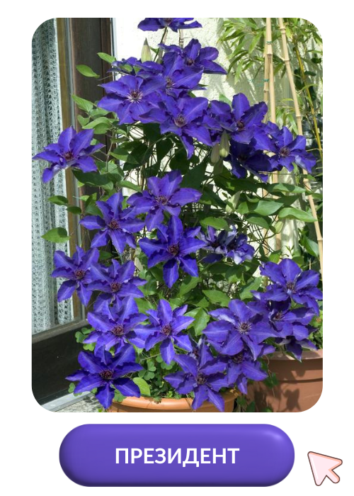 Президент.png Президент.png