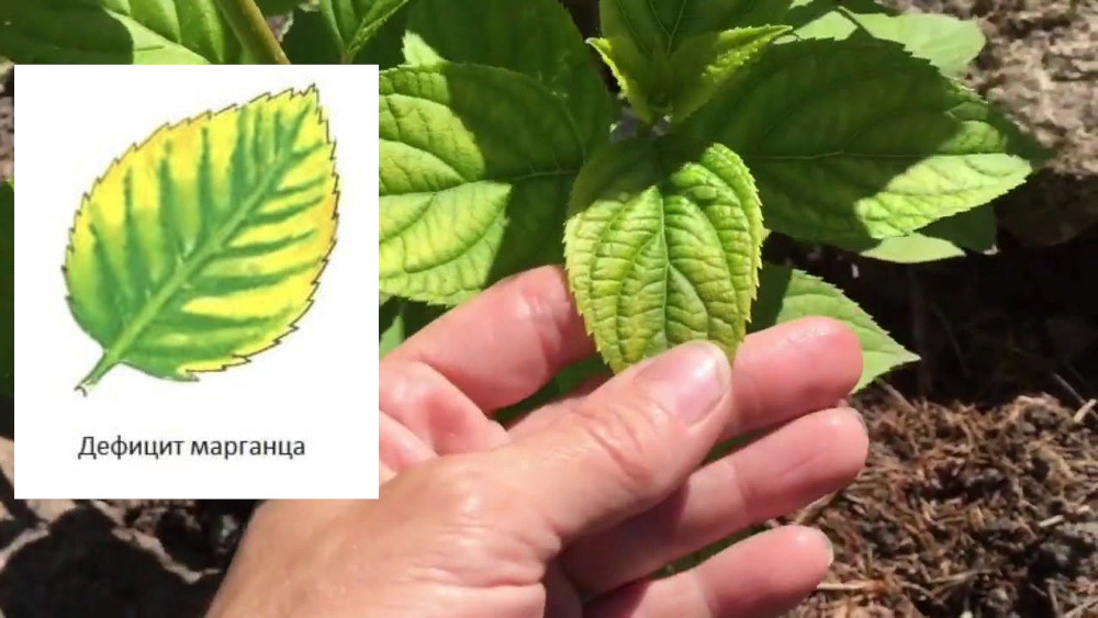 дефицит марганца