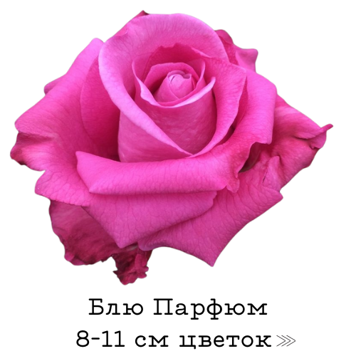 Блю Парфюм.png Блю Парфюм.png