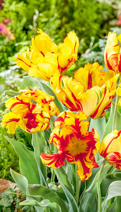 Техас Флейм.png