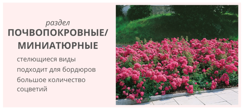 ПОЧВОПОКРОВНЫЕ МИНИАТЮРНЫЕ.jpg ПОЧВОПОКРОВНЫЕ МИНИАТЮРНЫЕ.jpg
