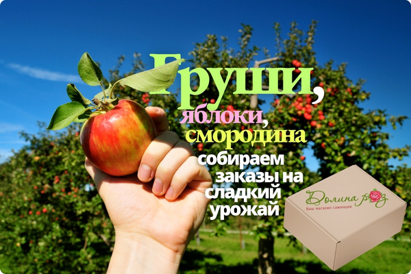 Груши, яблоки, смородина — собираем заказы на сладкий урожай! фото Груши, яблоки, смородина — собираем заказы на сладкий урожай! фото
