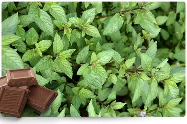 шоколадная.jpg шоколадная.jpg