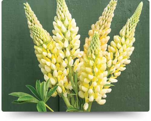 Шанделиер.jpg Шанделиер.jpg