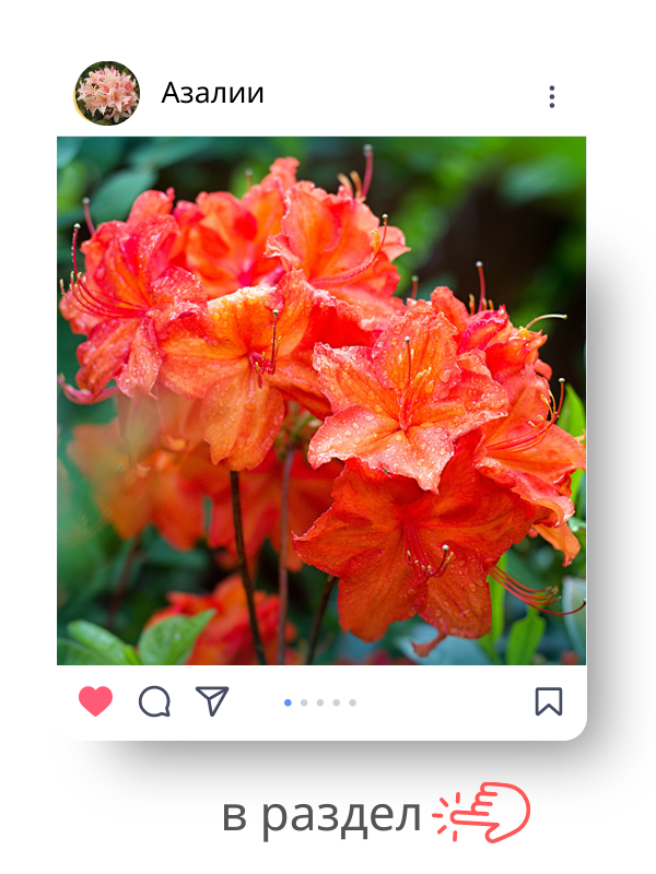 азалия.png азалия.png