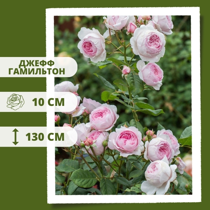 Джеф Гамильтон.jpg