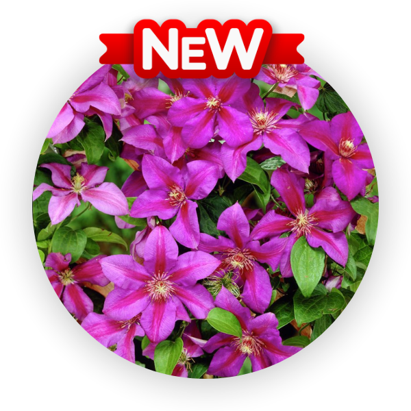 Миссис Н. Томпсон (600 x 600 пикс.).png Миссис Н. Томпсон (600 x 600 пикс.).png