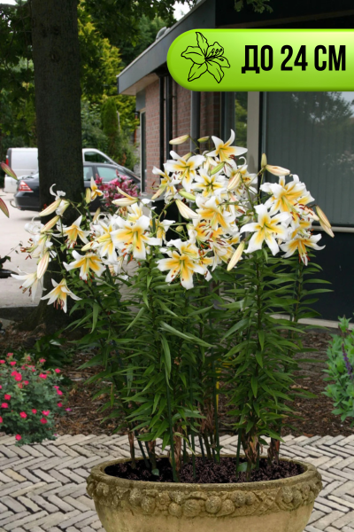 Мистер Фисташ.png Мистер Фисташ.png