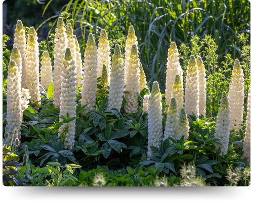 Ноблемейден.jpg Ноблемейден.jpg