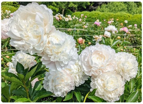 Вайт Мастерпис.jpg