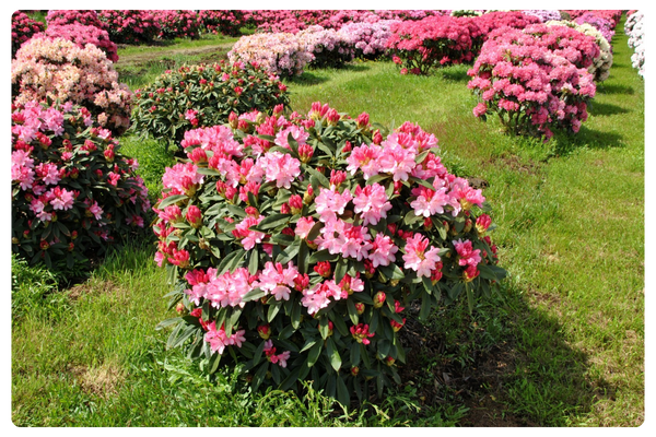 Снизи (600 x 450 пикс.).png Снизи (600 x 450 пикс.).png