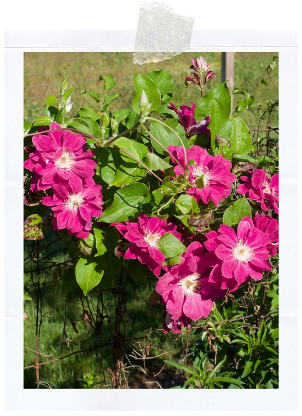 Ред стар (400 x 620 пикс.).png Ред стар (400 x 620 пикс.).png