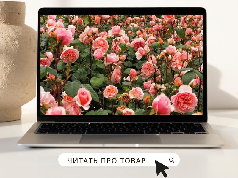 РОЗА ВЕРСАЙНИ.jpg РОЗА ВЕРСАЙНИ.jpg
