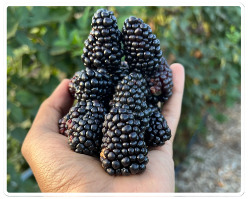 Ежевика Прайм Арк Фридом.png Ежевика Прайм Арк Фридом.png