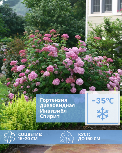 древовидная Инвизибл Спирит.png древовидная Инвизибл Спирит.png