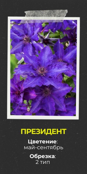 Президент (300 x 600 пикс.).jpg Президент (300 x 600 пикс.).jpg