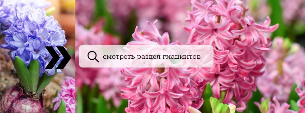 гиацинт.jpg гиацинт.jpg