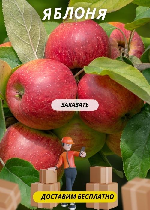 яблоня.jpg яблоня.jpg