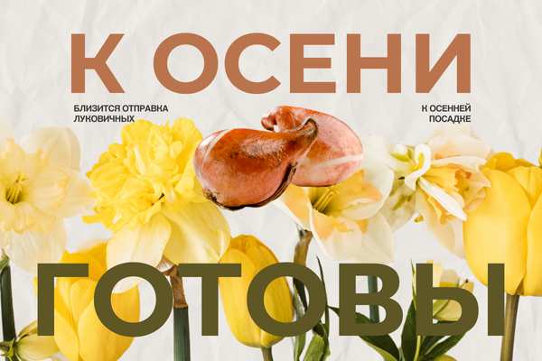 К ОСЕНИ ГОТОВЫ: озимый чеснок отправляем + каталог луковичных ОБНОВЛЯЕМ фото К ОСЕНИ ГОТОВЫ: озимый чеснок отправляем + каталог луковичных ОБНОВЛЯЕМ фото