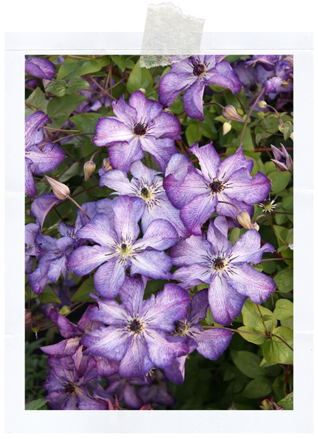 Супер Нова (400 x 620 пикс.).png Супер Нова (400 x 620 пикс.).png