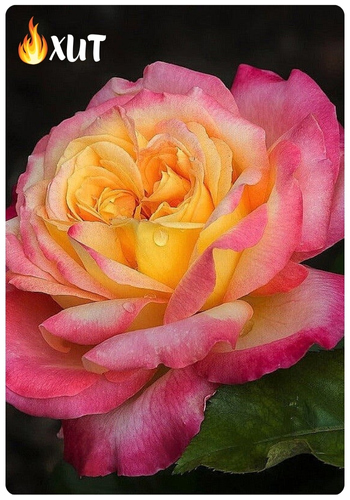 Восточный Экспресс.jpg