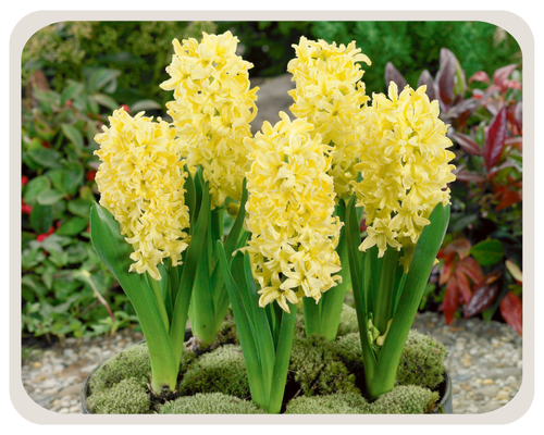 Джипси принцесс.png