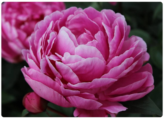 Маргарет Трумэн.jpg