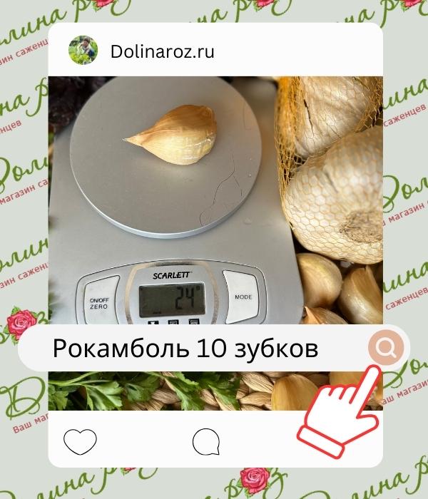 Рокамболь зубки.jpg