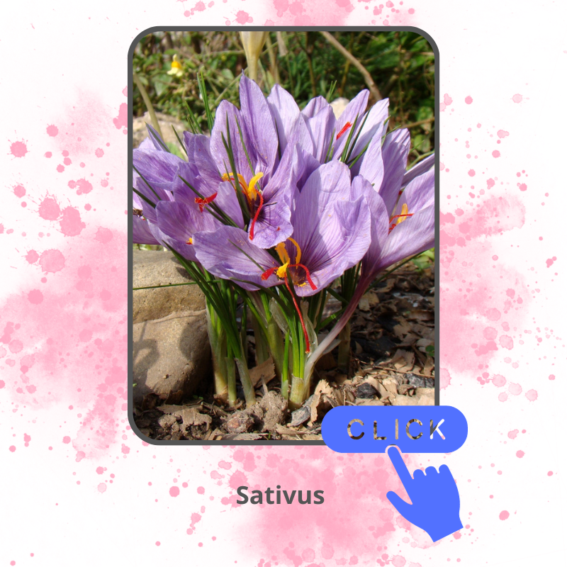 Sativus.png Sativus.png