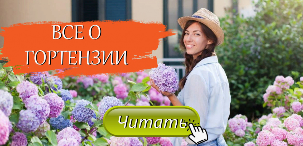 статьи о гортензии