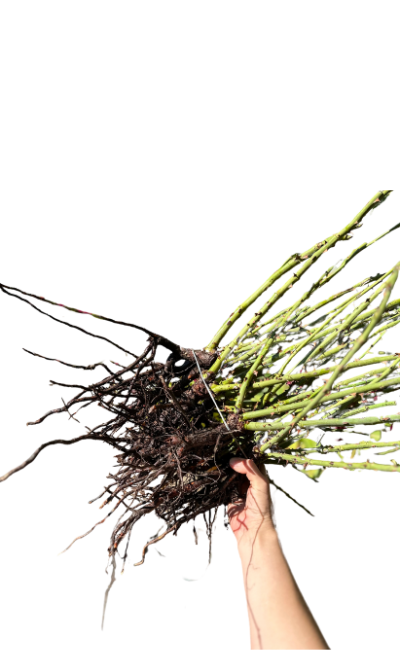 корни.png корни.png