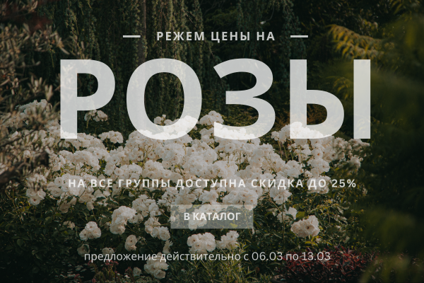 Режем цены в розах! фото Режем цены в розах! фото