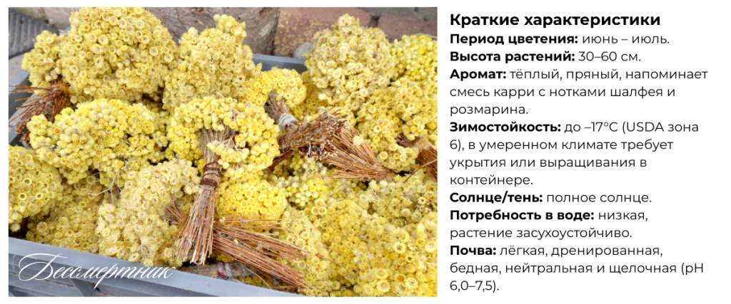Бессмертник.png Бессмертник.png