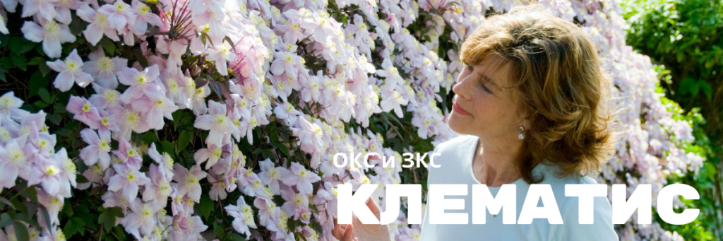 клематис1.png клематис1.png