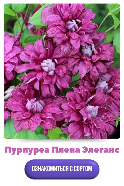 Пурпуреа Плена Элеганс.jpg 2.jpg