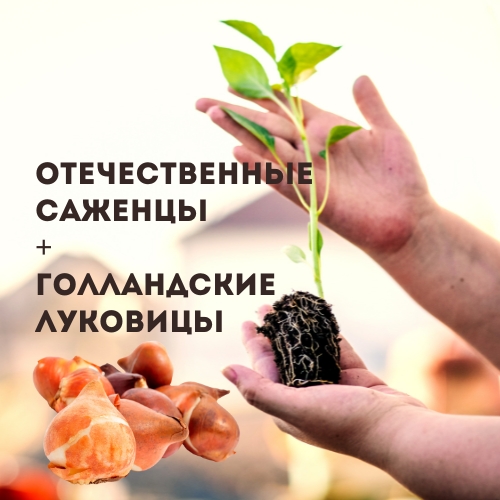 саженцы.jpg саженцы.jpg