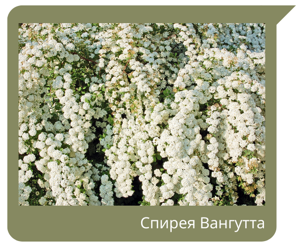 спирея.png спирея.png